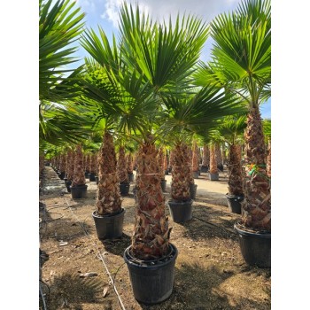 Washingtonia robusta tronco 120/140  -5*/-8*